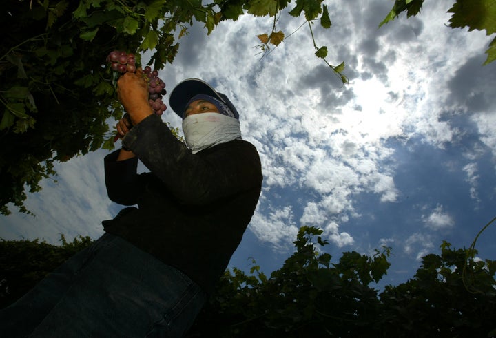 As the sun beats down through hazy clouds above her, a farmworker picks grapes in a vineyard in Madera, California.