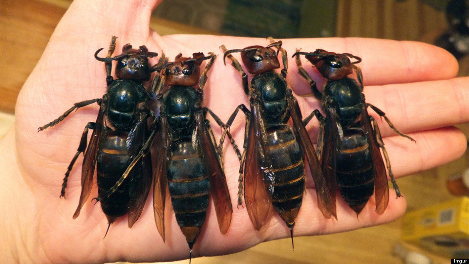 Giant Asian Hornets Are Killing People In China Breeding In Larger   5b4f468e1900002b014fbdda 