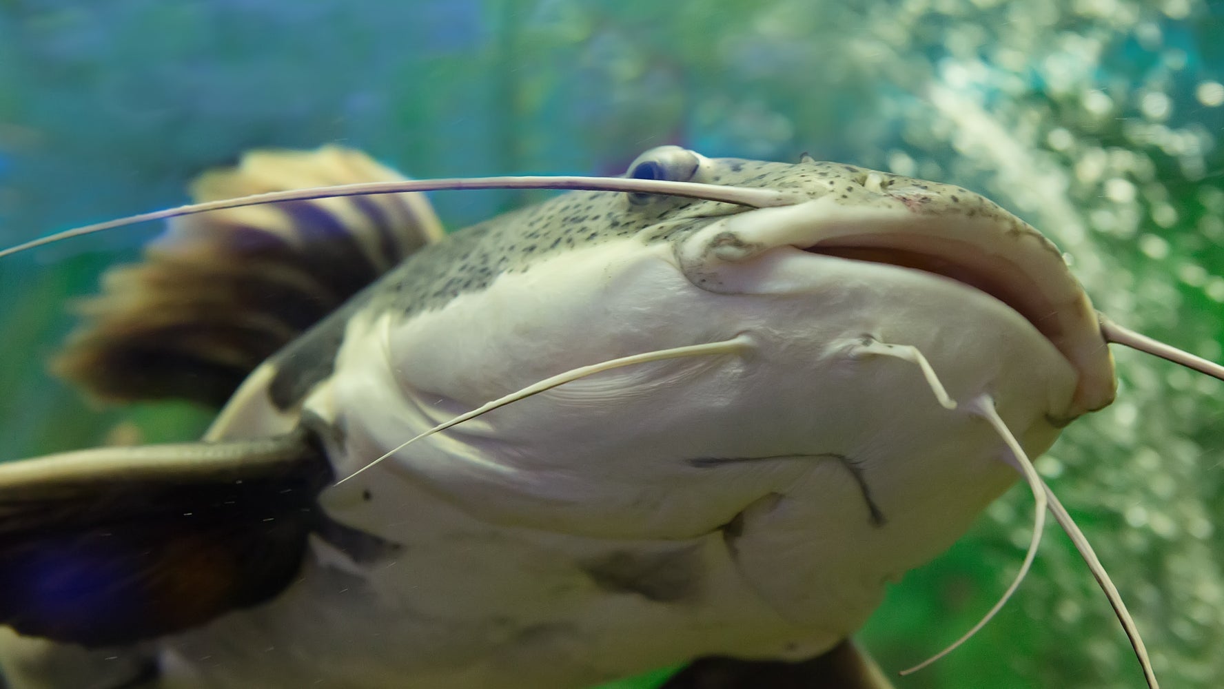 Can Catfish Eat Duck Poop? – Can Duck Poop Spread Invasive Fish? – CGSSON
