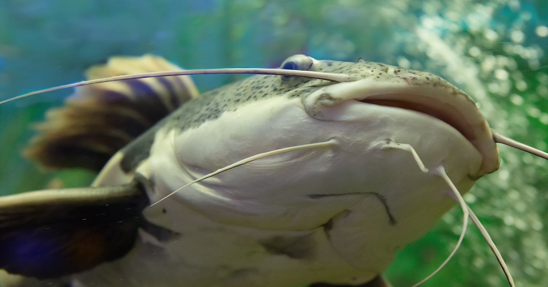 Catfish Getting Kicked Out Of Pond For Eating Ducklings HuffPost