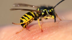 This Is Why There Are More Wasps Buzzing Around Right Now (Plus What To Do If They Sting You)
