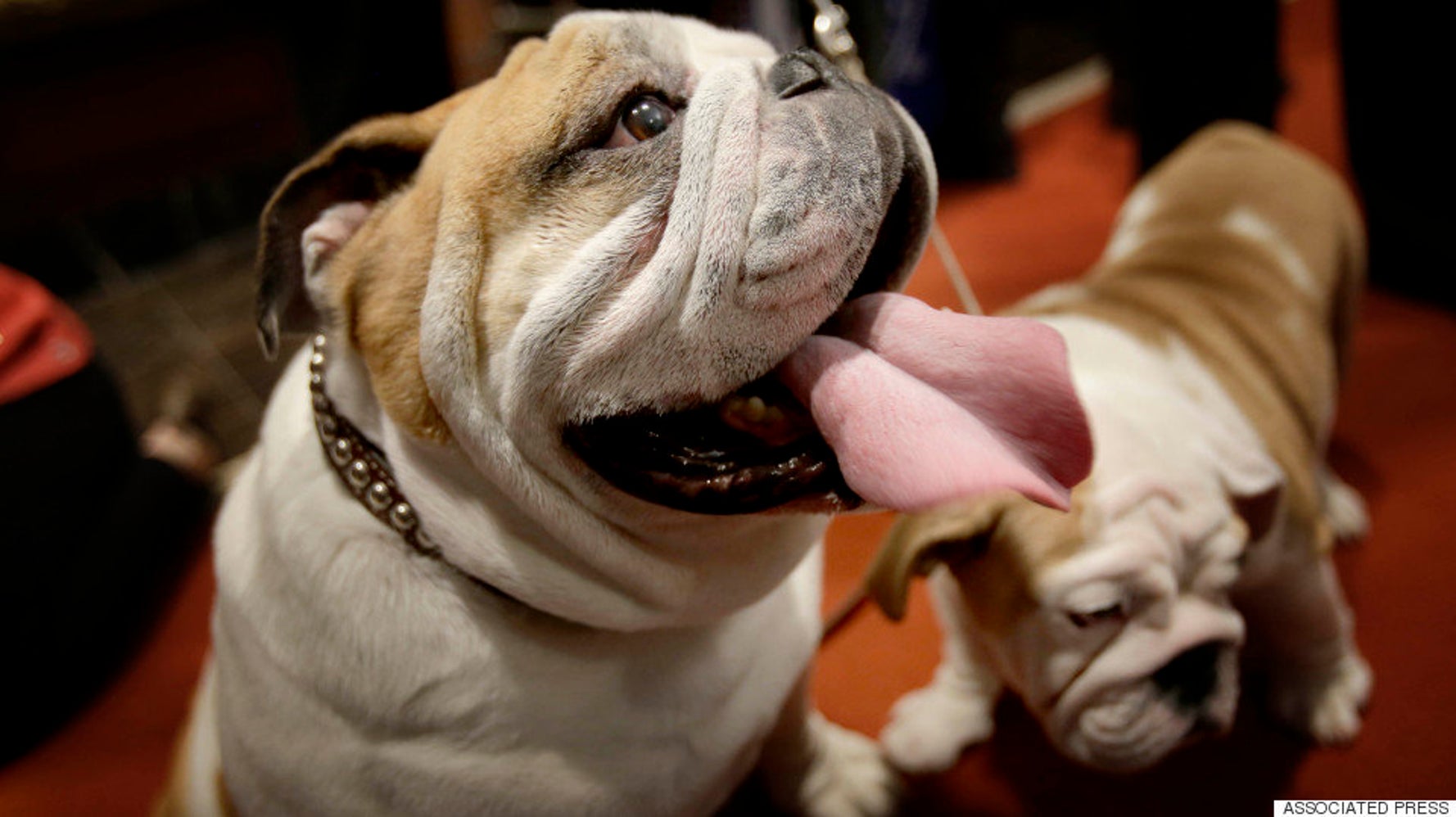 Dogs Dislike People Who Are Mean To Their Owners HuffPost Videos