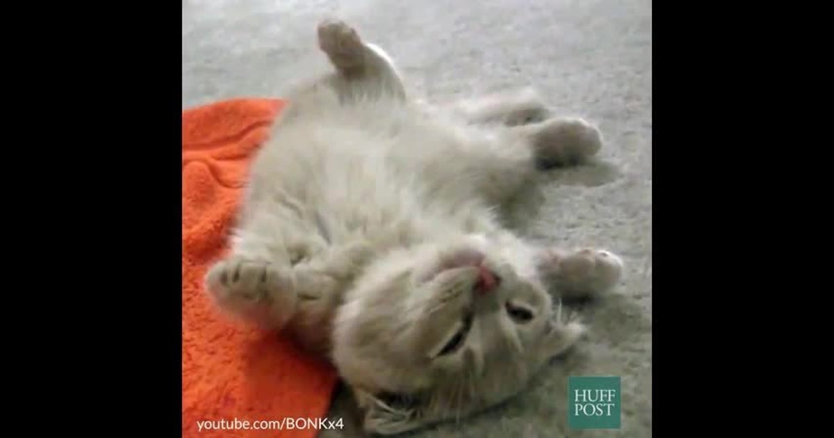 Cats Who Sleep Like Humans HuffPost Videos