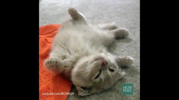 Funny Animal Video Funny Animal Video