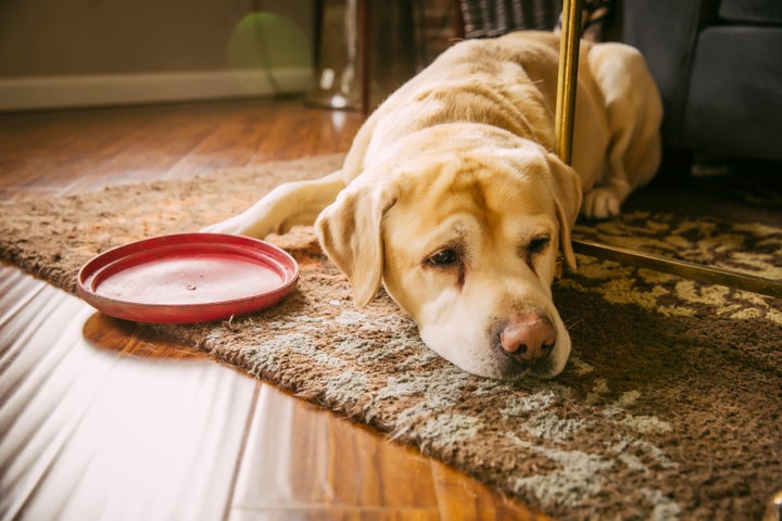 Grieving pets can lose their appetite, and their energy level can drop.