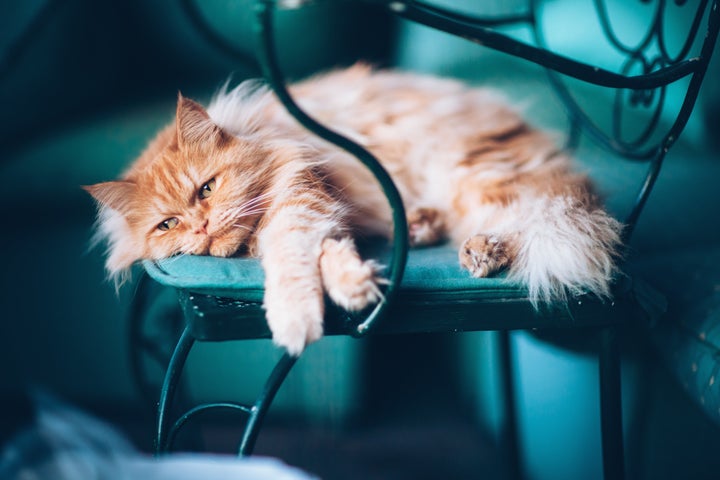 Cat therapist Carole Wilbourn said of grieving felines, “They can withdraw, they can take it out on a companion cat, or they can be aggressive with their caregiver.”