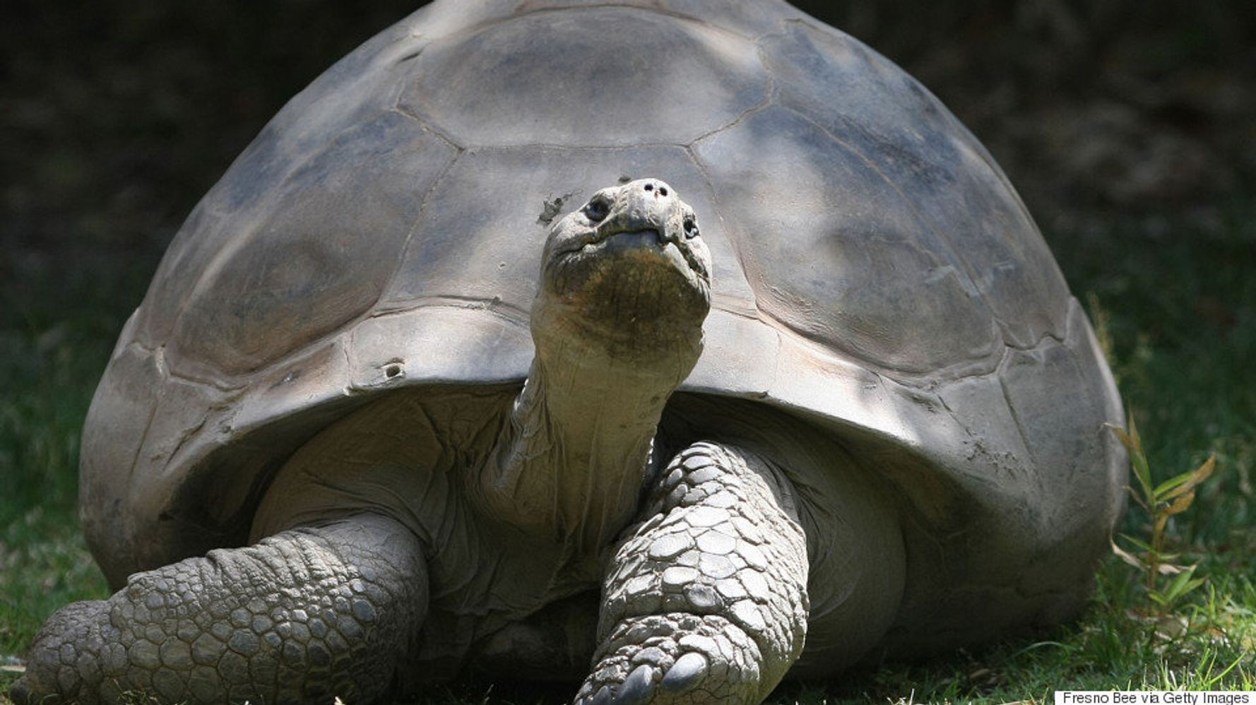 First Tortoise Babies Found On Galapagos Island In More Than 100 Years ...