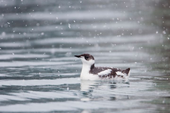The marbled murrelet, seen here with winter plumage in Alaska, is listed as threatened under the Endangered Species Act.