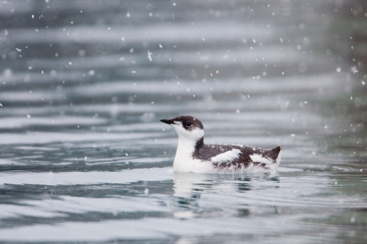 The marbled murrelet, seen here with winter plumage in Alaska, is listed as threatened under the Endangered Species Act.