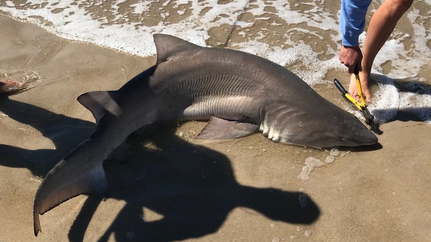 Shark Attacks On 2 Children At Long Island Beaches Draw Investigation