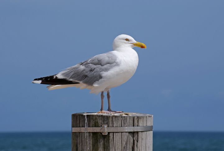 A seagull has died after man swung the bird against wall for stealing a chip.