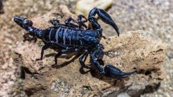 Morsures de serpents et piqûres de scorpions, le fléau estival