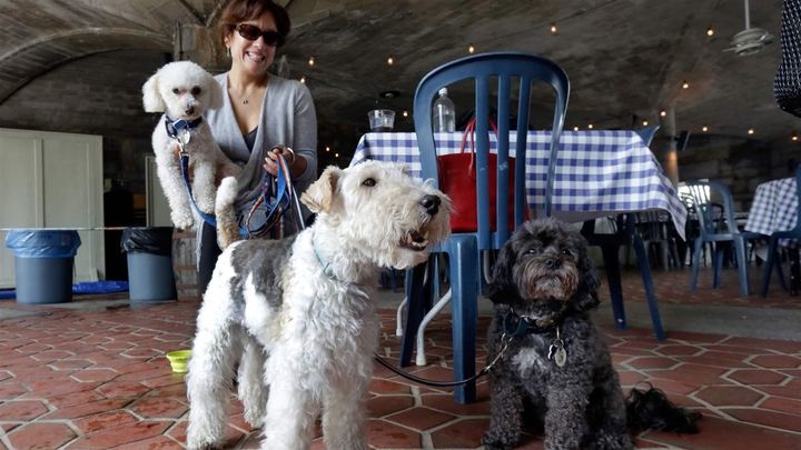 A woman dines with her dogs on a patio in New York. A growing number of laws are making it legal, though in many places it’s still a health code violation. 