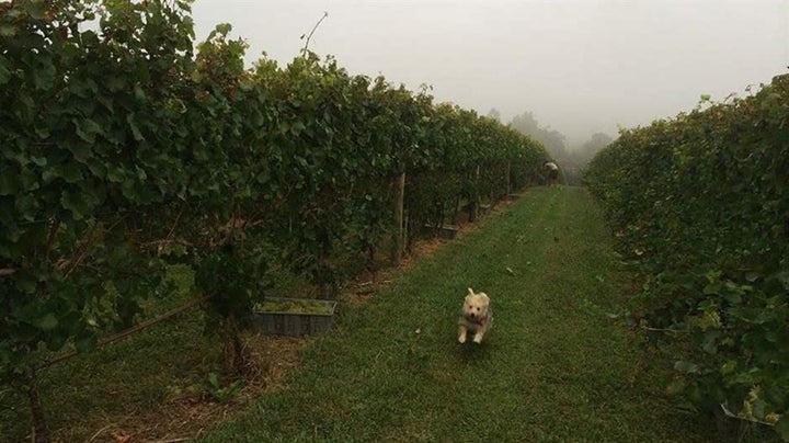 Lula, a “shelty corgi Yorkie poo,” jets through the fields at Bluestone Vineyard. Owner Lee Hartman pushed to change the Virginia law that did not allow dogs in tasting rooms at wineries.