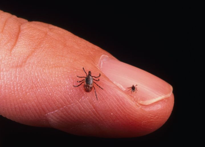 Certain ticks can cause Lyme disease, characterized by skin changes, joint inflammation, and flu-like symptoms. 
