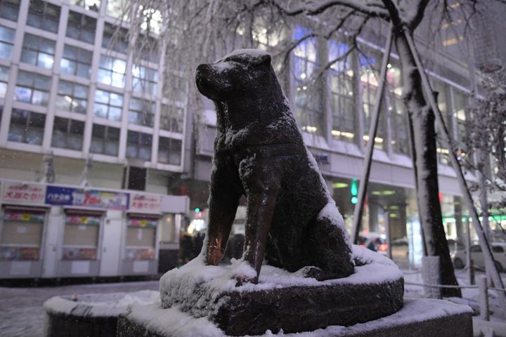 The Hachikō statue outside Shibuya Station in Tokyo. He left his house to greet his owner at the station every evening and continued to do so for nearly a decade after the man died.
