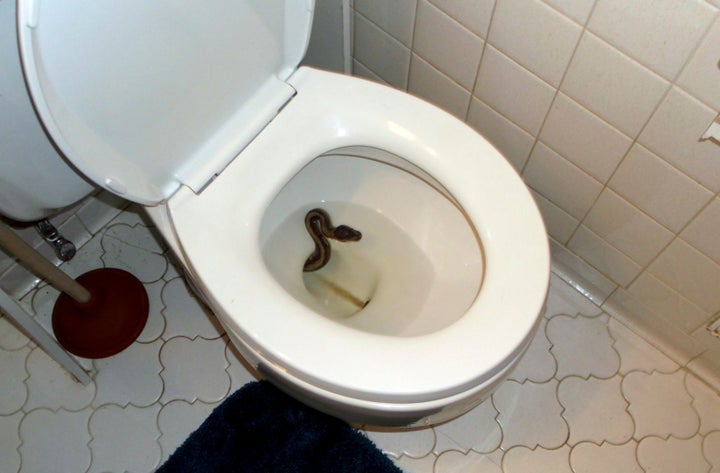 The snake sitting in James Hooper's toilet before James Hooper and roommate Kenny Spruill configured a fishing rod to pull her out.