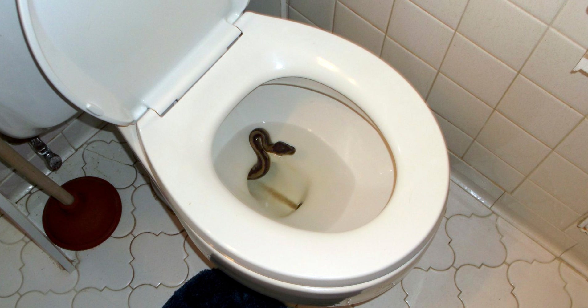 Python Slithers Away From Home, Winds Up In Man�s Toilet