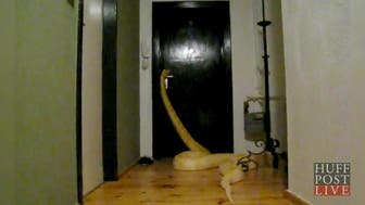 Snake Opens Door
