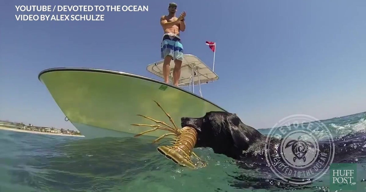 This Dog Can Catch Lobsters HuffPost Videos