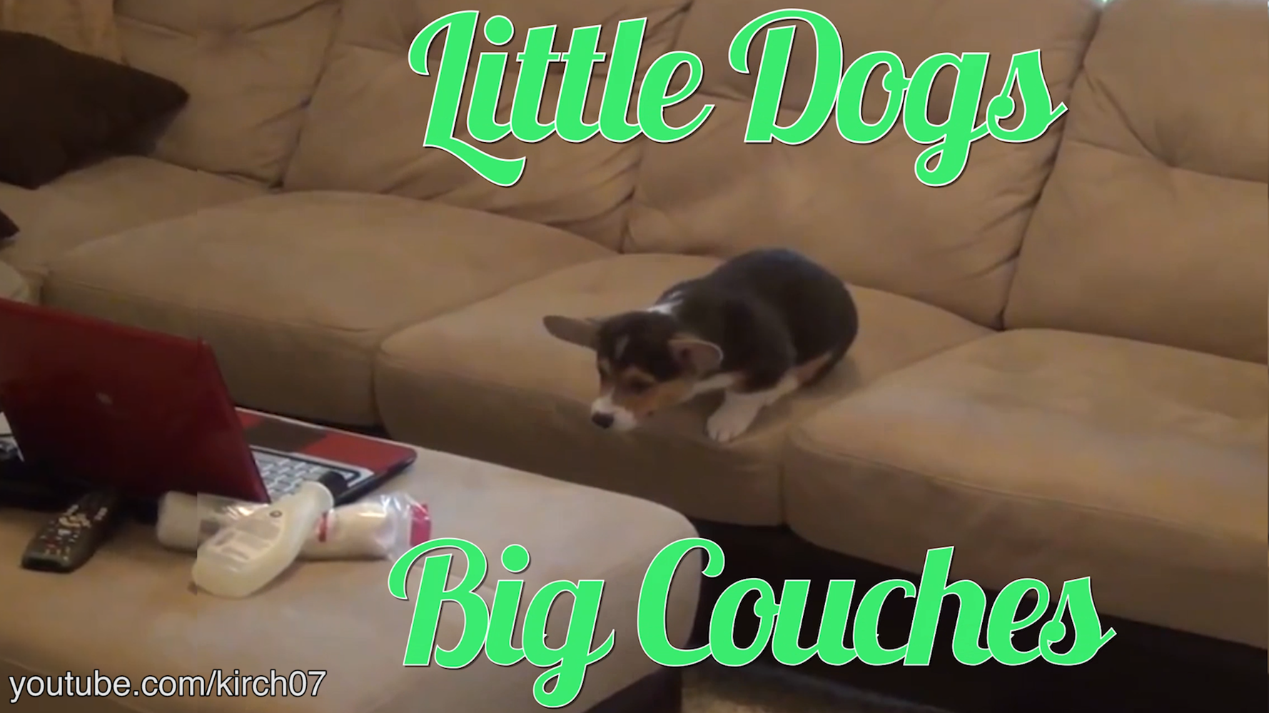 Little Dogs Big Couches HuffPost Videos