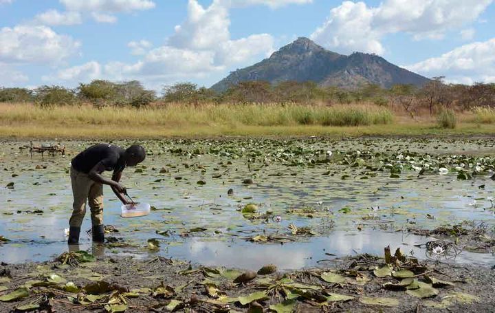 Patrick collecting water samples at the edges of the Chitete reservoir, Kasungu.