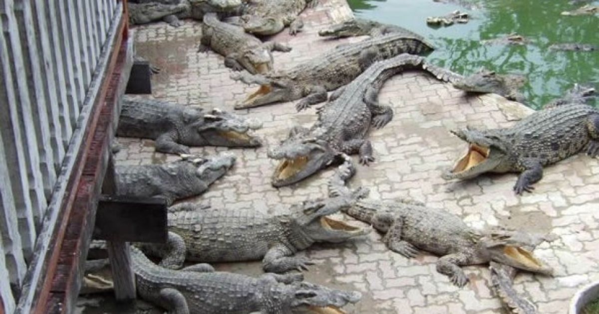 Woman Dies After Jumping Into Crocodile Pond | HuffPost Videos