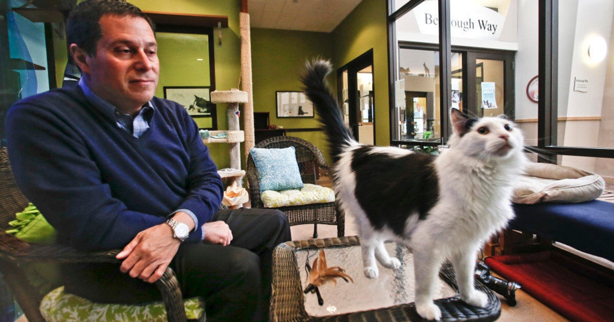 How Cats Communicate With Humans HuffPost Videos