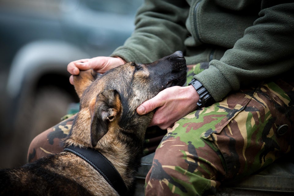 Assistance Dogs