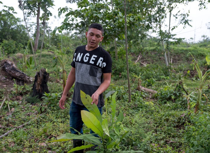 Ramón Bedoya gives a tour of the land that his family owns, showing the diverse flora that has been threatened by oil palm plantations.