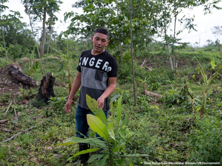 Ramón Bedoya camina por las tierras de su familia y muestra la vegetación que está amenazada por plantaciones.