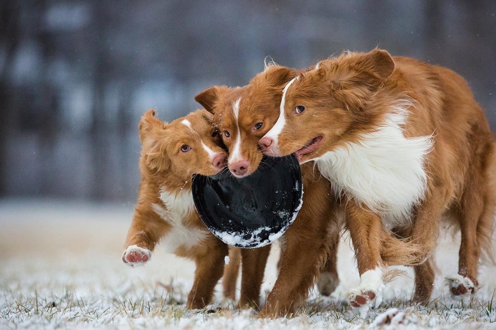 strongThird Place/strongbr"Snowy Shenanigans"brDaffy, Taz and Wile E. (left to right); Nova Scotia duck tolling retri