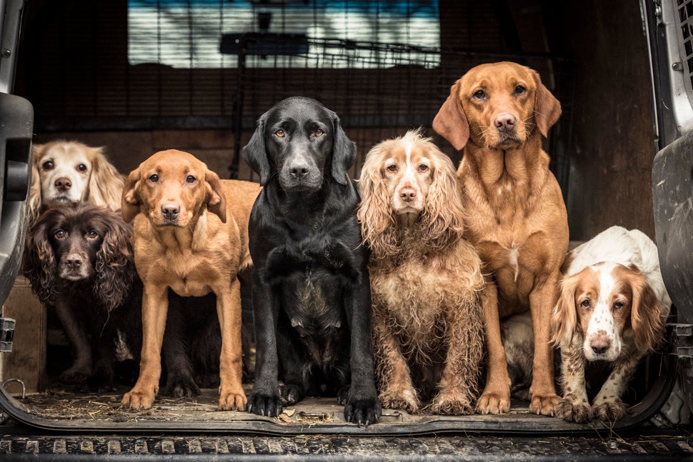 strongFirst Place/strongbr"Wayne&rsquo;s Team"br (Back row) Skye, age 13, lemon working cocker. (Front row) Jenny, ag
