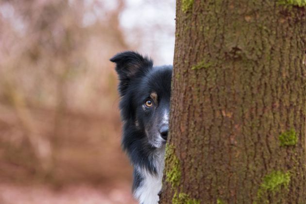 <strong>Third Place</strong><br>"Hide and Seek"<br>Big City Borders Lad, border collie, Netherlands