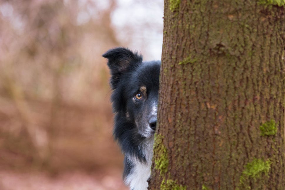 strongThird Place/strongbr"Hide and Seek"brBig City Borders Lad, border collie, Netherlands
