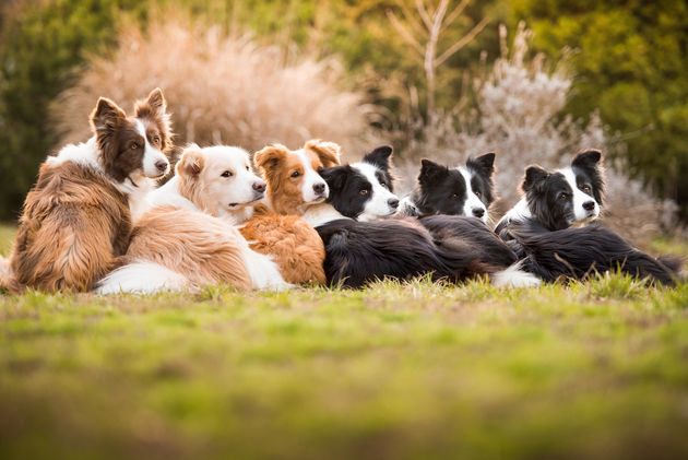 <strong>First Place</strong><br>"One Heart, One Family"<br>Dash, Royal, Harley, Ženka, Ryan, Ready; border collies; Hungary