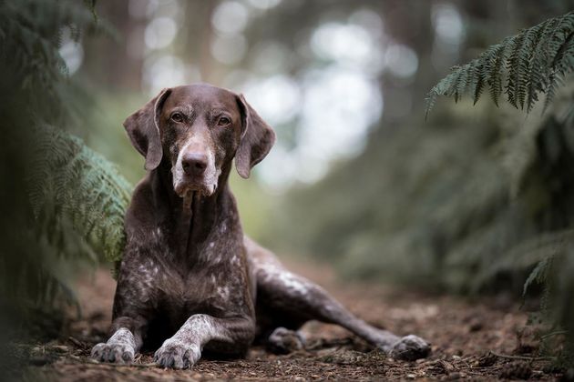 <strong>Third Place</strong><br>"Resting"<br>Bentley, German shorthaired pointer, U.K.