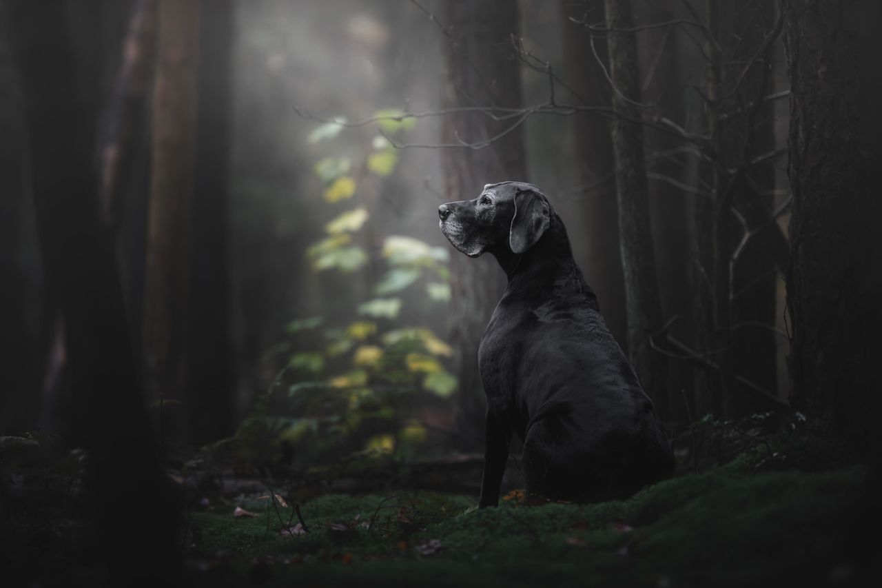 <strong>First Place and Overall Winner</strong><br>"The Lady of the Mystery Forest"<br>Noa, Great Dane, Netherlands