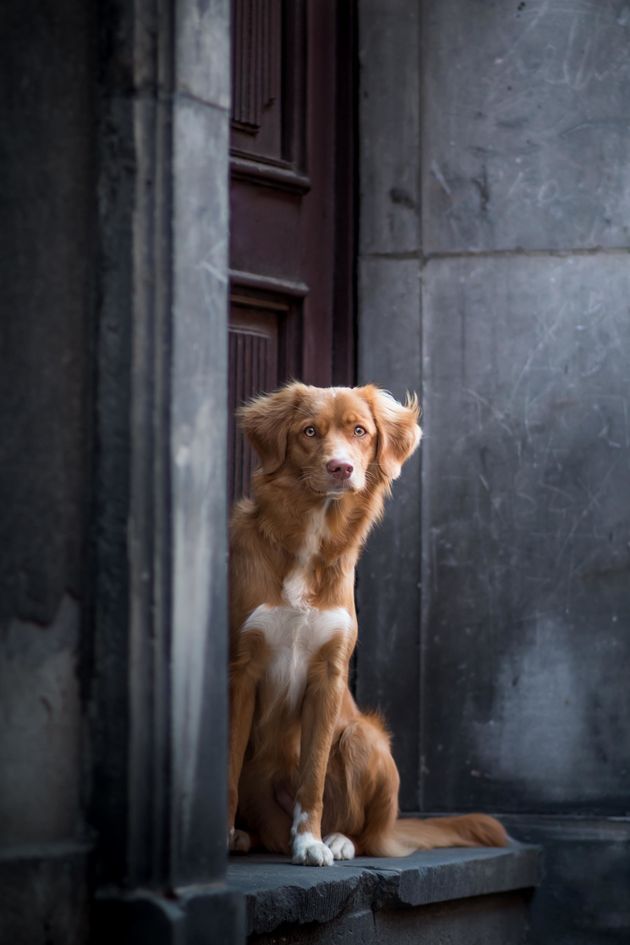<strong>Second Place</strong><br>"Waiting Beauty"<br>Thalia, Nova Scotia duck tolling retriever, Poland