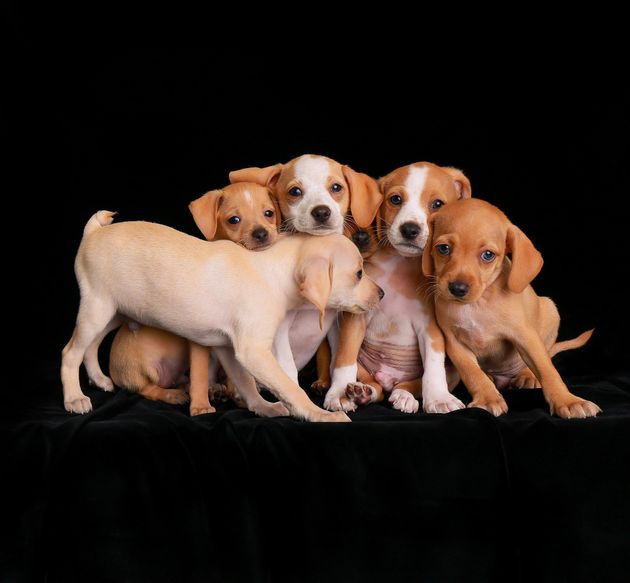 <strong>Second Place</strong><br>"Sticking Together"<br>Beagle mix puppies, U.S.