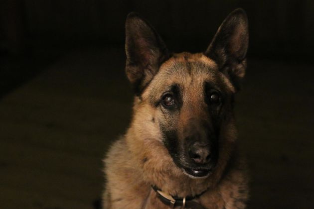 <strong>First Place</strong><br>"My Best Friend Roxy"<br>Roxy, German shepherd, U.S.<br>Photographer Mariah Mobley is 11 year