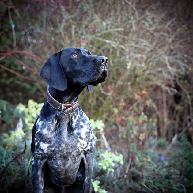 <strong>Third Place</strong><br>"Monty"<br>Monty, German shorthaired pointer, U.K.<br>Photographer Maisie Mitford is 11 years