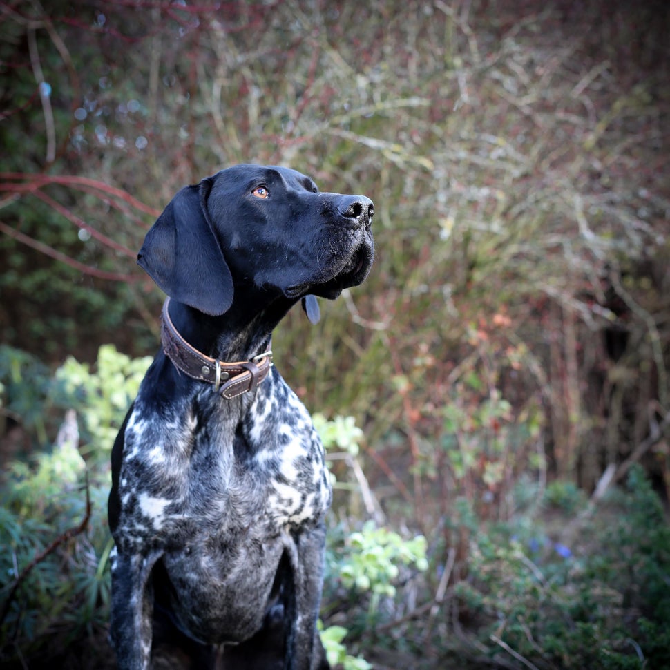 strongThird Place/strongbr"Monty"brMonty, German shorthaired pointer, U.K.brPhotographer Maisie Mitford is 11 years