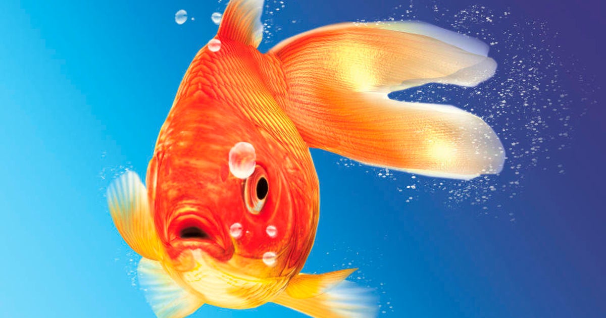 Why You Should Think Twice Before Flushing Your Goldfish Down The