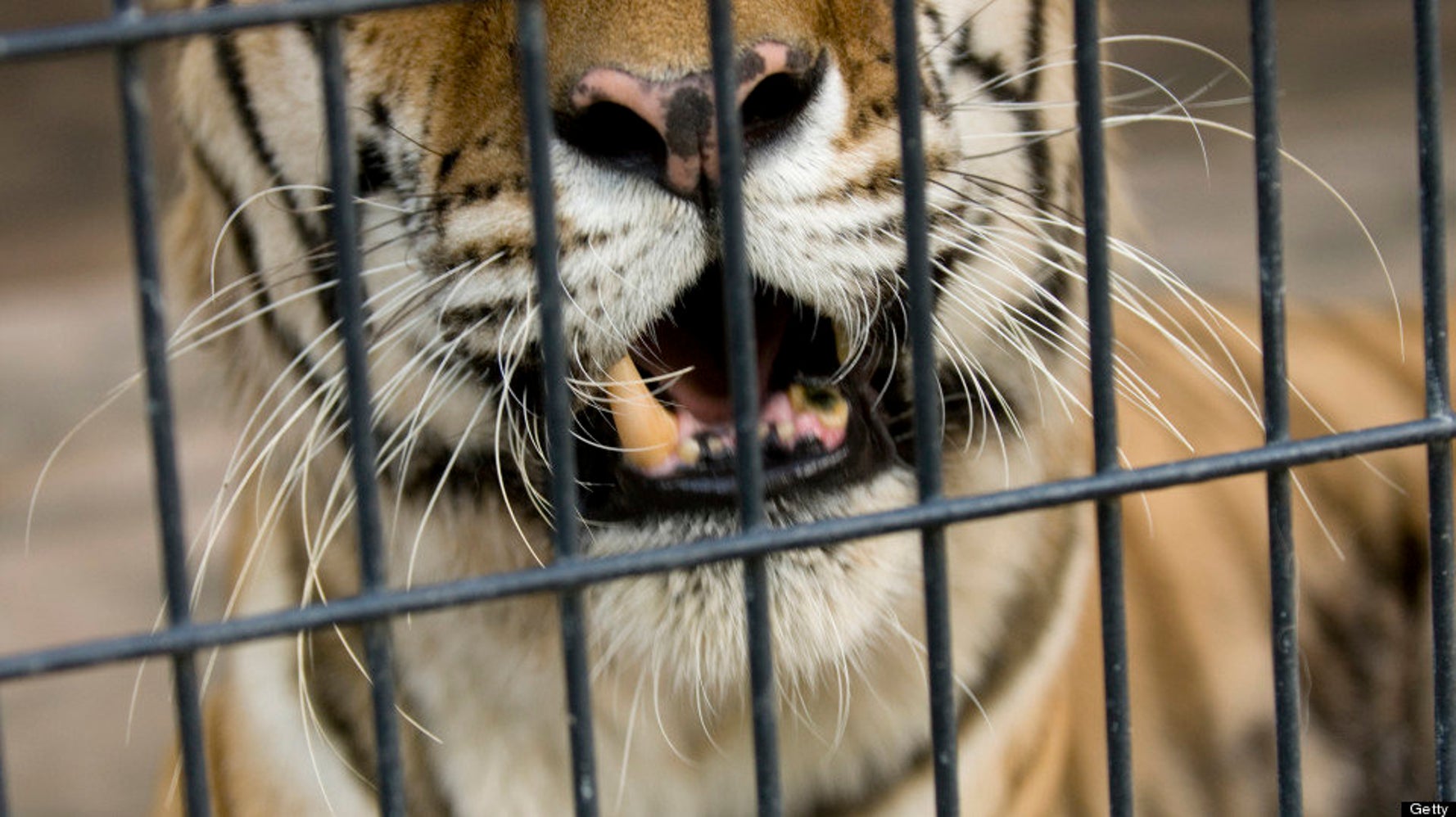 Tiger Attack At Oklahoma Zoo Leaves Worker Injured HuffPost Videos