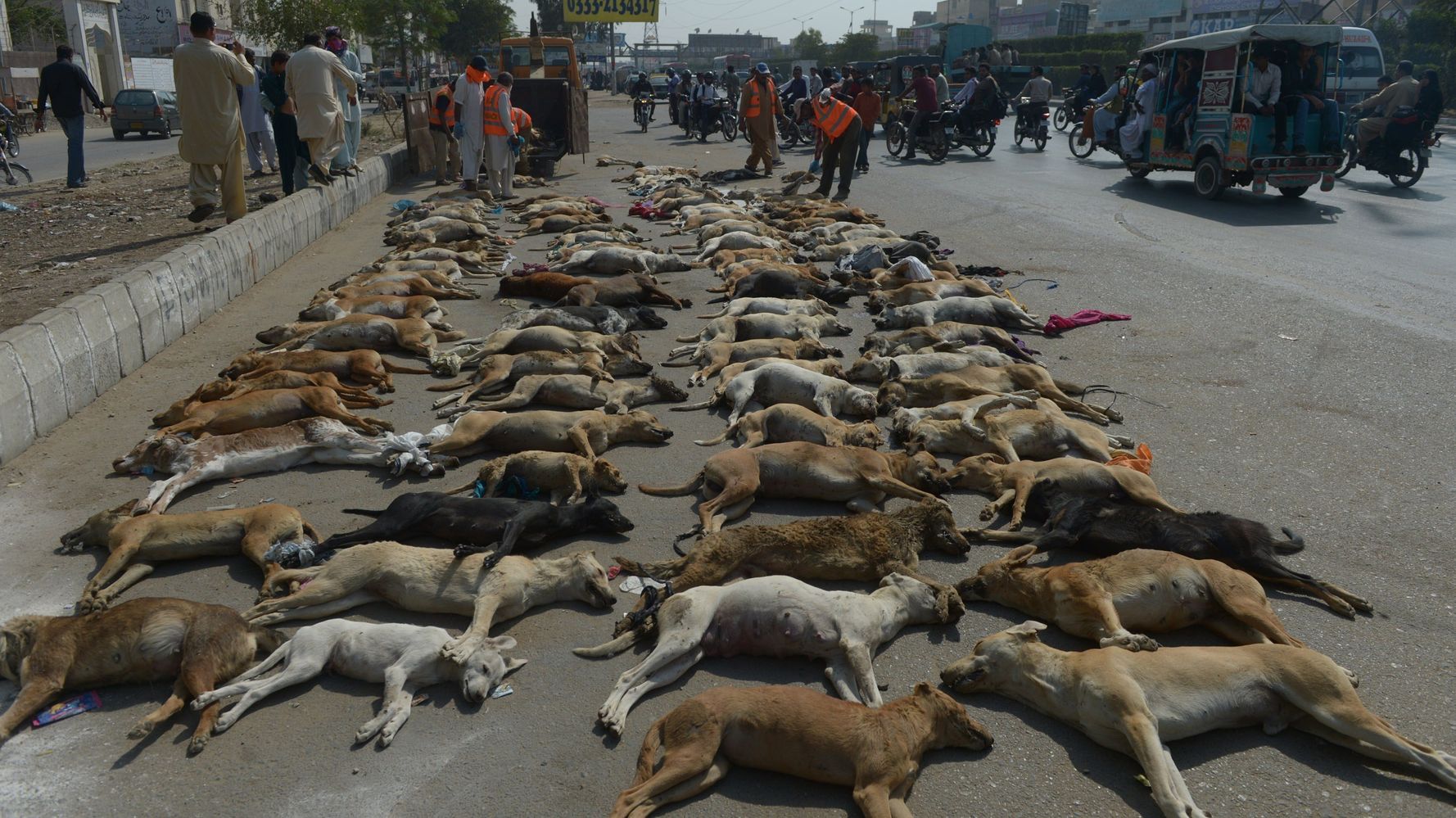 Activists Criticize Pakistan's Mass Killing Of Stray Dogs HuffPost Videos