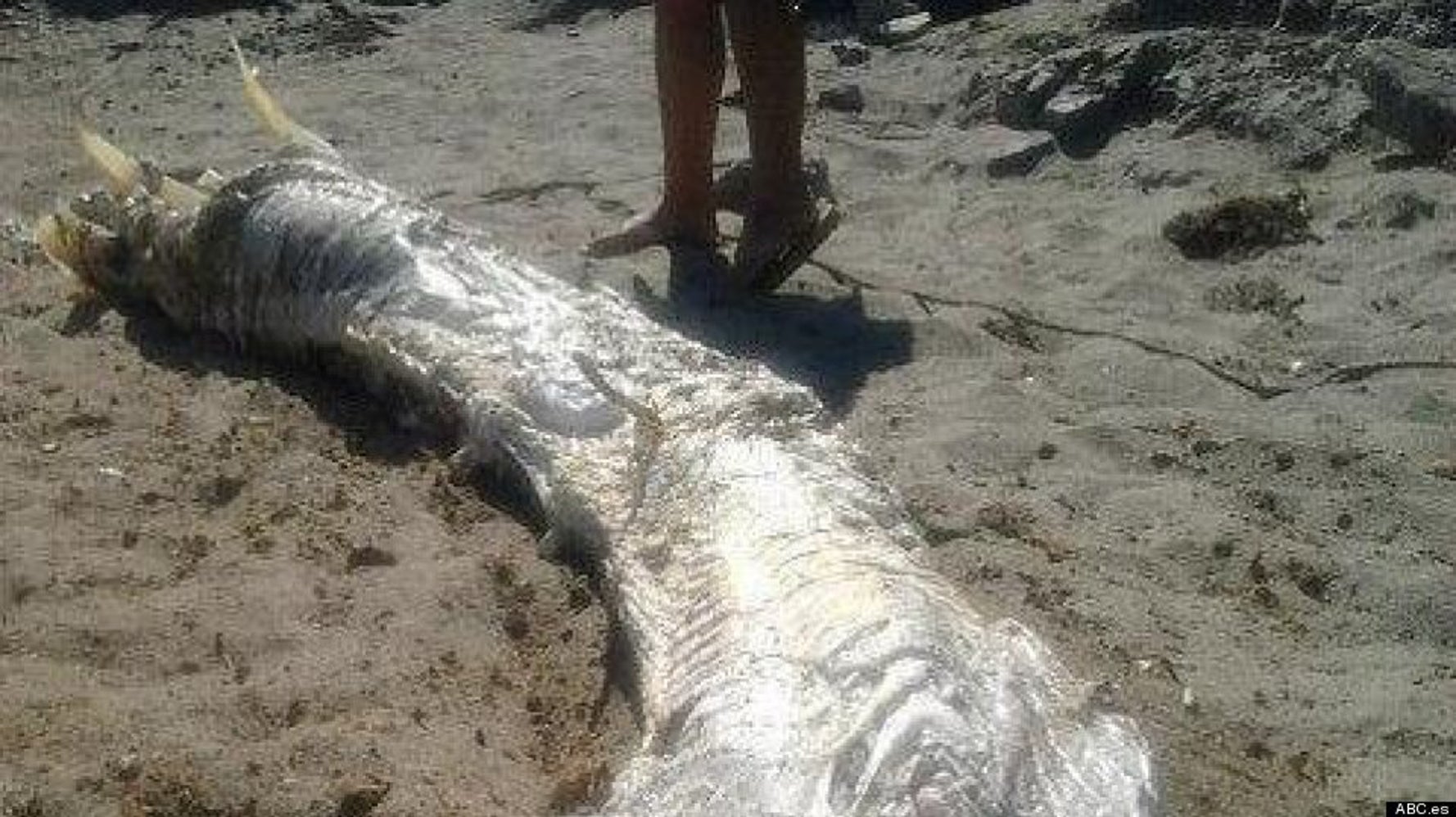 Dragon Corpse Found In Tai Mo Shan Dragon Corpse Washes Up On Spanish Shore | HuffPost