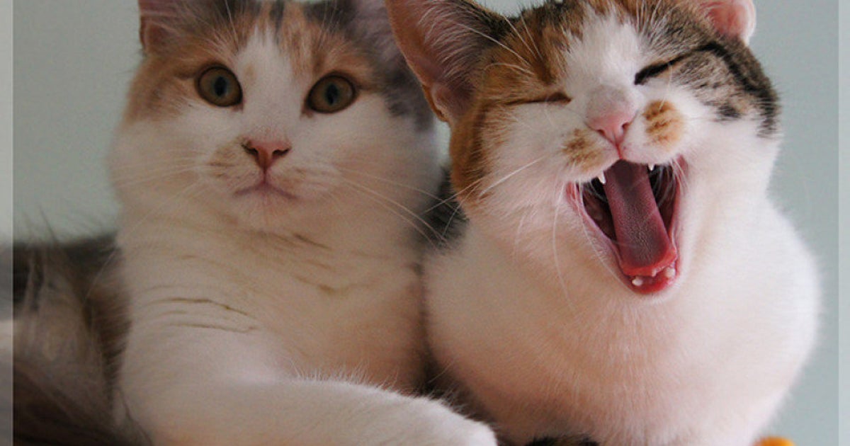 Beth Stern Declawing Cats Is 'Inhumane' HuffPost Videos