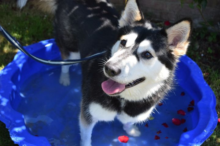 Sky cooling off at Battersea Dogs and Cats Home.