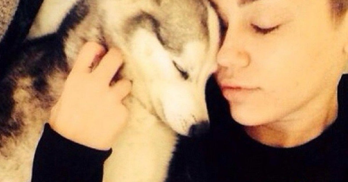 Miley Cyrus' Beloved Dog Floyd Dies HuffPost Videos
